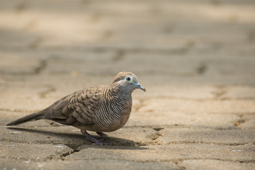 Dove on the Ground