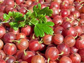 Stachelbeeren - Ribes uva-crispa