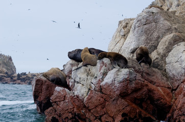 sea lion on ballestas islands