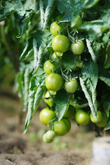 Green tomato plant sprayed with chemical mixture