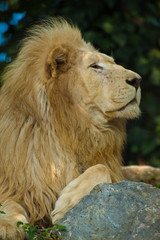 Transvaal-Löwe (Panthera leo krugeri)