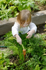 Adorable girl picking carrots in a garden