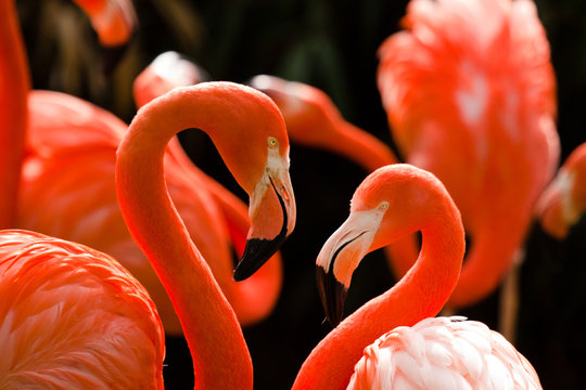 Fototapeta Kuba-Flamingo (Phoenicopterus ruber)