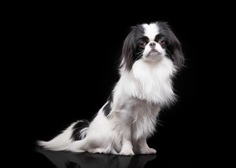 japanese chin on black background