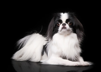 japanese chin on black background