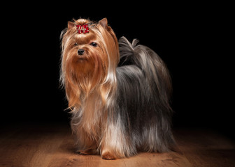 yorkie puppy on table with wooden texture