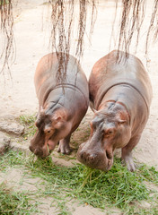 Hippopotamus eating green grass.