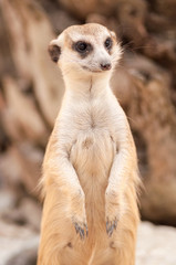 Fototapeta premium Meerkat or Suricate portrait