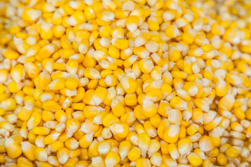 Fresh boiled corn for use in background or texture