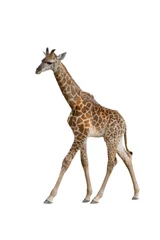 Crédence de cuisine en verre imprimé Girafe bébé girafe