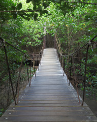 Fototapeta na wymiar Suspension bridge to mangrove tropical forest.