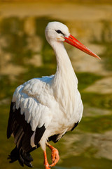 Weißstorch (Ciconia ciconia)