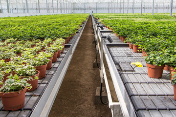 Hedera nursery in a green house