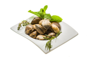 Spanish mollusc - Almeja