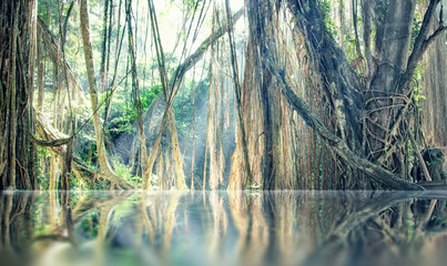 jungle © Victor zastol'skiy