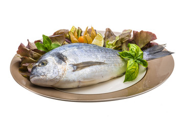 Fresh raw dorada