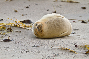Europäischer Seehund (Phoca vitulina vitulina) © Jearu