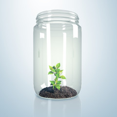 Green sprout inside glass jar