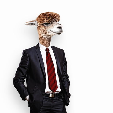 Portrait of a funny camel in a business suit