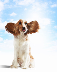 Fototapeta premium Funny dog portrait