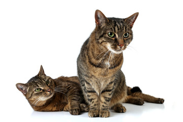 Zwei liebe Kater © Klaus Eppele