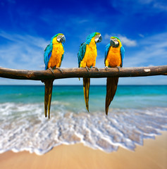 Fototapeta na wymiar trzy papugi (Blue-and-żółty ara (Ara ararauna), znany także