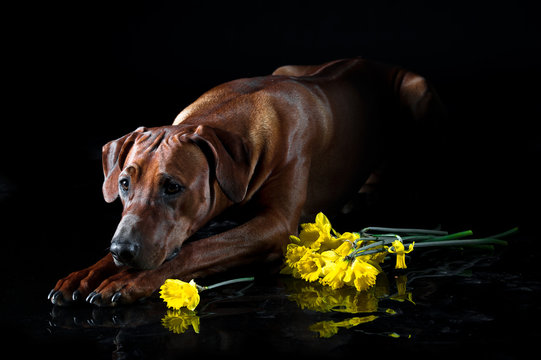 Beautiful dog rhodesian ridgeback smelling flowers isolated on b