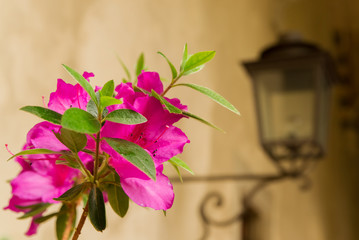 Flower in front of old wall