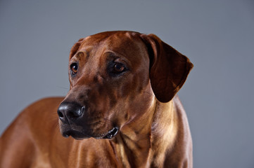 Portrait of a beautiful dog rhodesian ridgeback isolated on grey