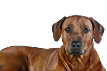 Beautiful young dog rhodesian ridgeback isolated on white