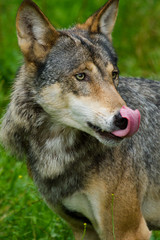 Naklejka na ściany i meble Oder Grauwolf Wolf (Canis lupus)