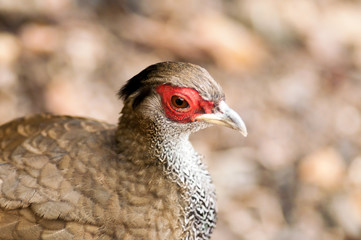 Close-up of gallinaceous bird.