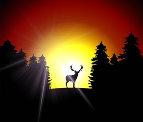 deer - sunset - forest