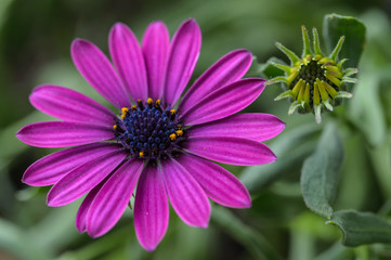 Obraz premium Beautiful chamomile flowers