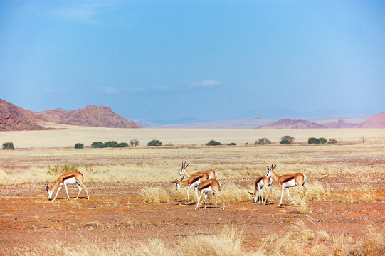 Springbok antilopes in Namib desert, animals in Africa