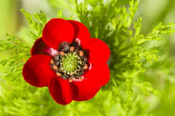 Small red poppy flower