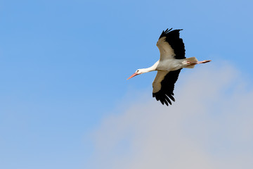 Flying stork