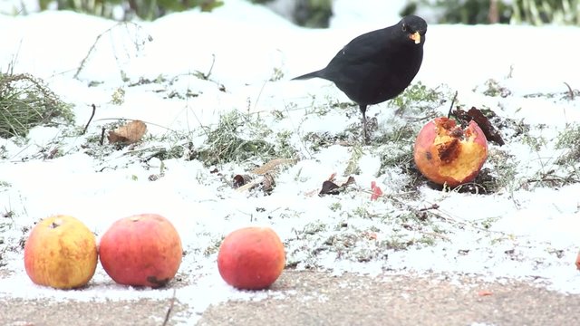 Vogel Dromel bei der Futtersuche