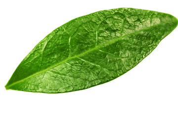 Single   green leaf isolated on white background .