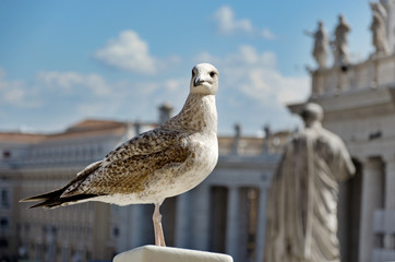 Möwe auf dem Petersplatz in Rom - Seagull in Rome