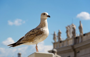 Möwe am Petersplatz Rom - Seagull at St. Peter Rome