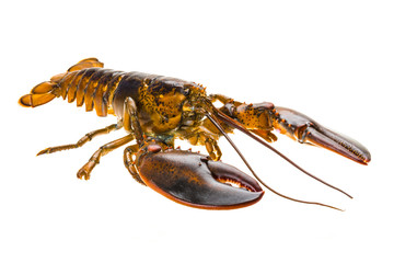 Raw lobster