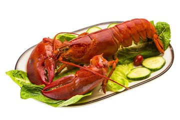 Large Lobster