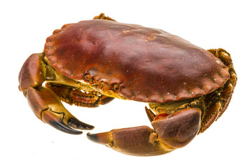Raw crab