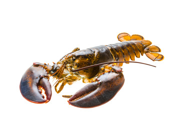 Raw lobster