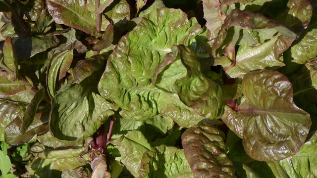 fresh healthy natural salad leaves move wind grow rural garden