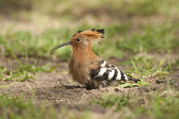 Hoopoe on the Grass