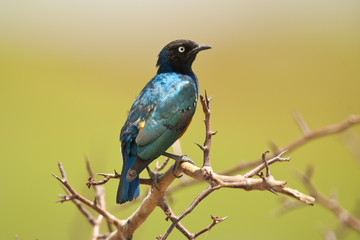 Superb Starling on a Branch