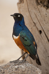 Superb Starling