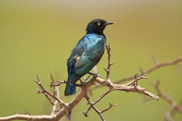 Superb Starling on a Branch